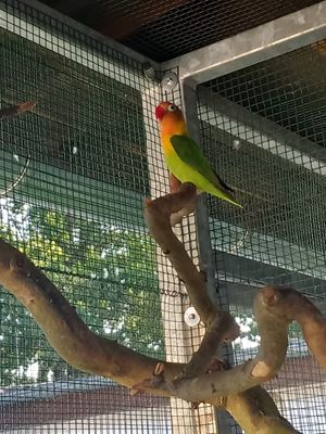 Ztracený papoušek našel útočiště v plzeňském bytě