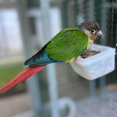 Ke Karlovu Ke Karlovu